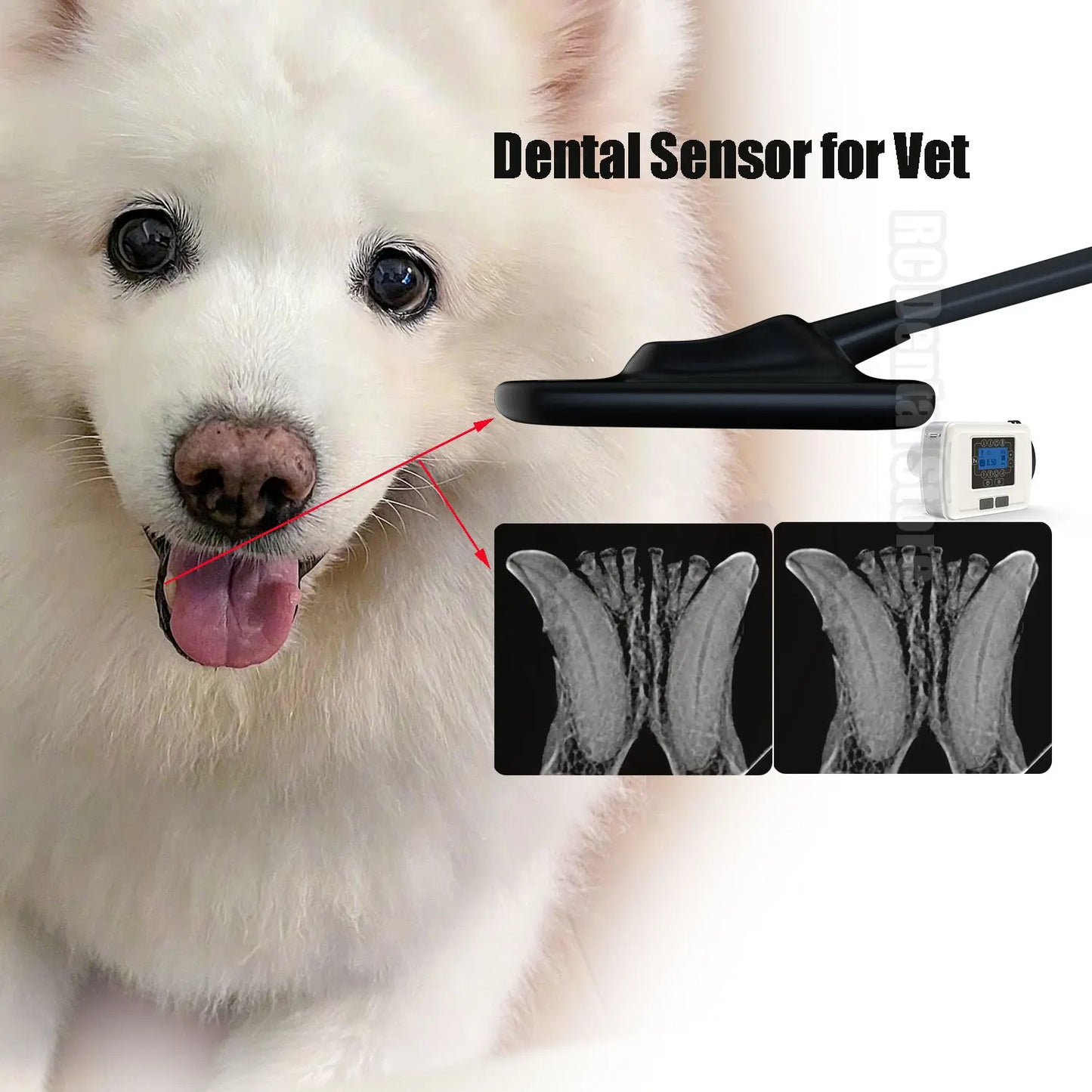 Para animais de estimação sensor de raio x dental dynimage transmissão rápida sistema intraoral digital imagem clara intra-oral com cabo de 3m para animais de estimação